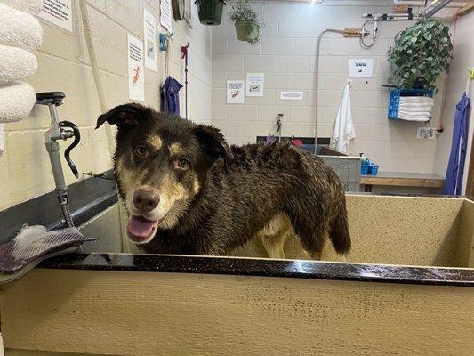 Apollo enjoying his bath