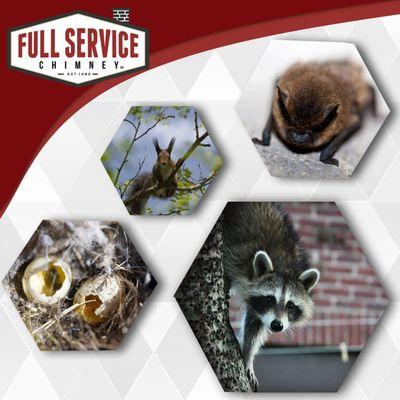 Animals cause chimney problems. Full Service Chimney™ helps you solve them.