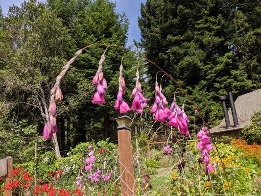 Flowers in the Gardens