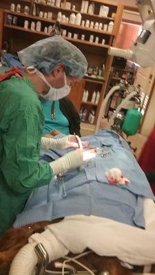 Dr. Chaves performing surgery on my Golden Retriever, Lanee.