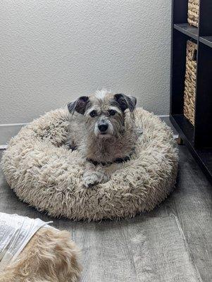 Fabio on his favorite bed