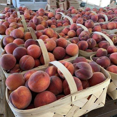 Fresh Peaches