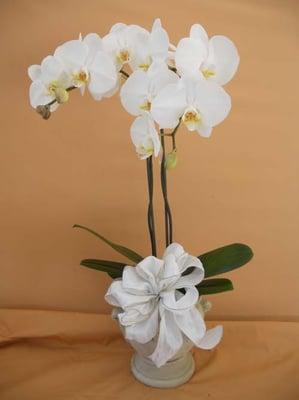 Phalenopsis orchid elegant and dignified