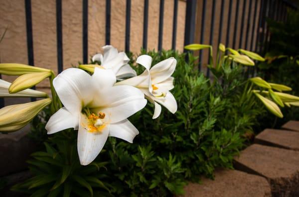 Beautiful Landscaping a our assisted living home