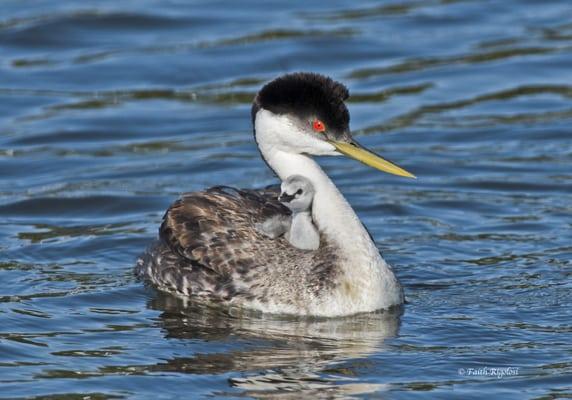 Western grebe with chick.