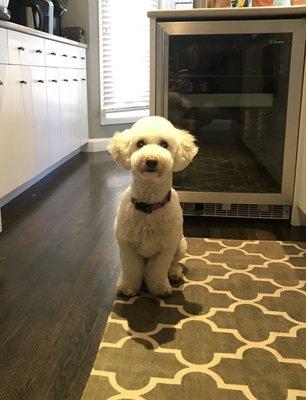 My F1B Mini Goldendoodle looking fluffy as can be after her haircut (or as I like call it, blow-out) at Co-Pilot