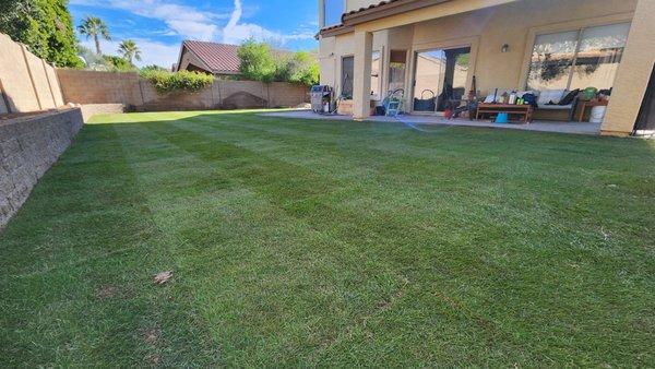 Tifway Bermuda Sod installation with PVC irrigation