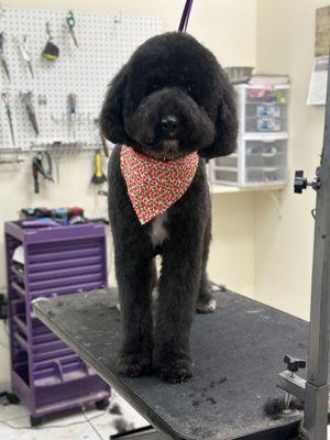 The staff is very friendly and I 100 percent trust them with my dog. they will do exactly what you ask he came out handsome!