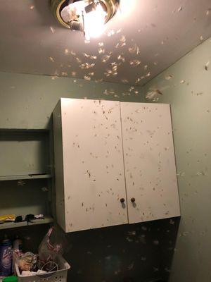 Termite Swarm