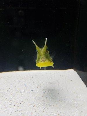 Longhorn Cowfish