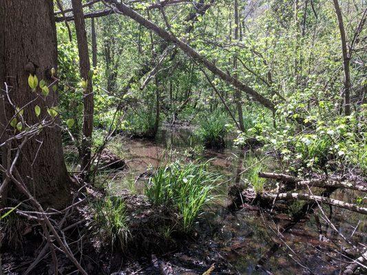 Wetland near Lake Wylie