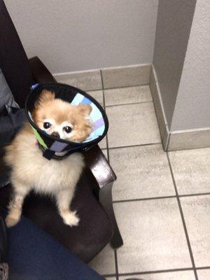 Bailey the Pom Pom post operation.