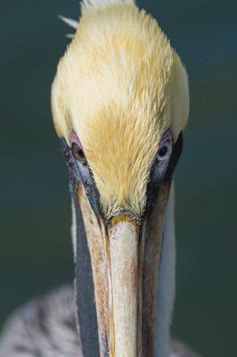 Pelican - Florida Boat Rentals, Vero Beach