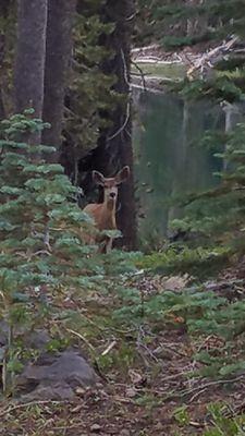 Deer creeping up on our camp...