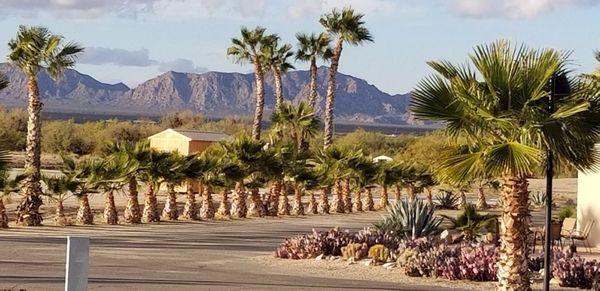 Desert Palm Golf & Rv Resort