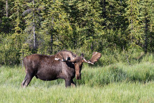 Moose are the most frequently viewed wildlife.