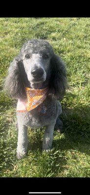 After grooming. "Clean face" they also added a bandana (haircut done 10 months ago that was suppose to be "same")