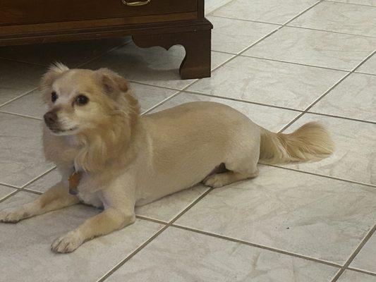 Marty and his Lion cut