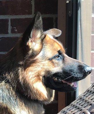 Oakley is clean and happy after grooming.