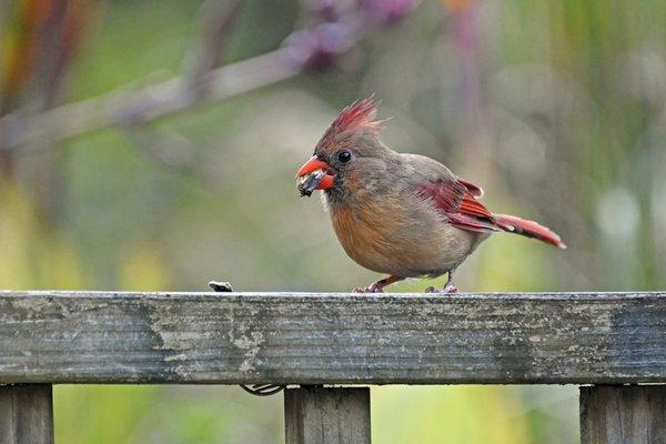 Enjoy bird watching in the Garden!