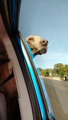 This is Langston (a Weimaraner), a pet taxi client.