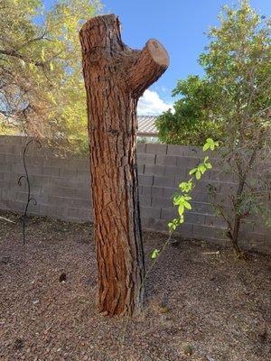 Nevada Tree & Landscaping