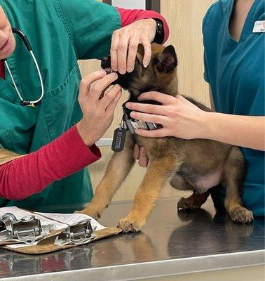 Buster getting his exam done, shots and deworm after.