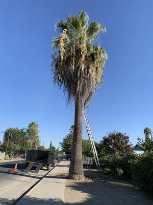 Before Washingtonian Palm Pruning