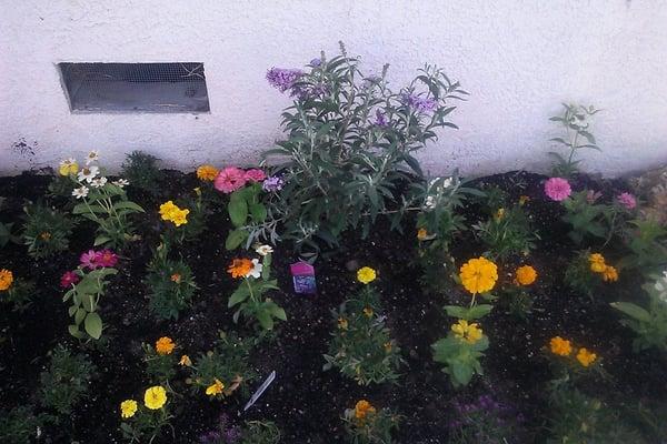 Butterfly bush (center) and a mix of marigolds and zinnias all bought at Agape.