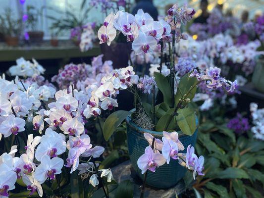 After Hours Orchids