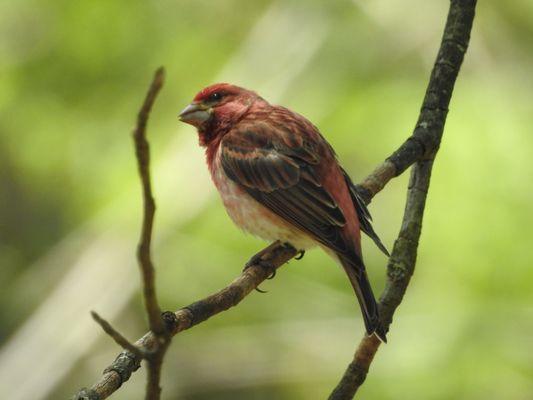 House Finch