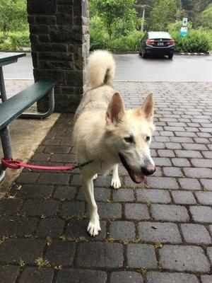 Luna the Siberian Husky at the park