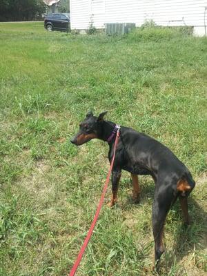 This poor Dobie was rescued when she was in the Jessamine animal shelter. the staff told me she stopped eating and was sick.