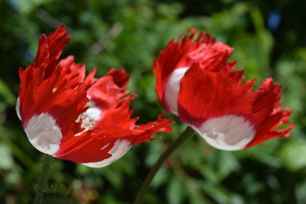 Precious Paws Poppies