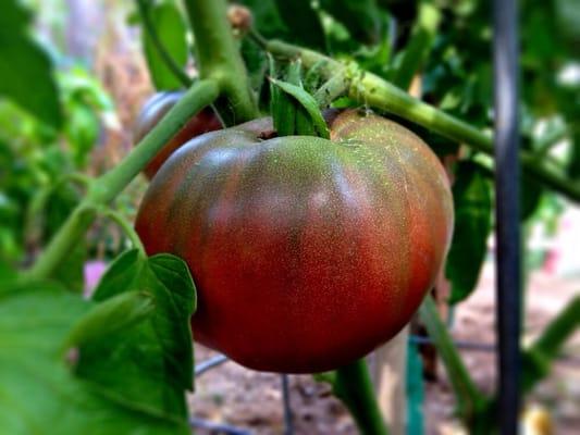 Heirloom Tomato, Black from Tula