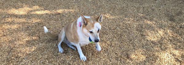 Mendocino Dog Park