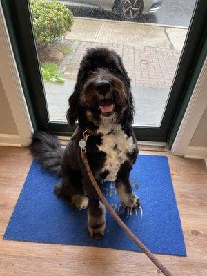 Bernedoodle summer cut