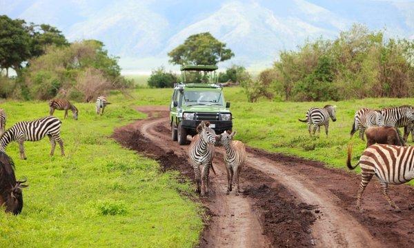 Zebras surrounding a Treasure Partners Tourist Van