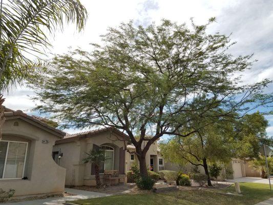 Before and After. AFTER. Chilean Mesquite.