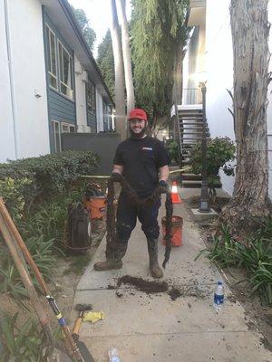 7 foot tree roots in a 6 inch main