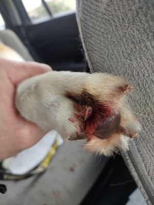 They cut my dogs nail way too close