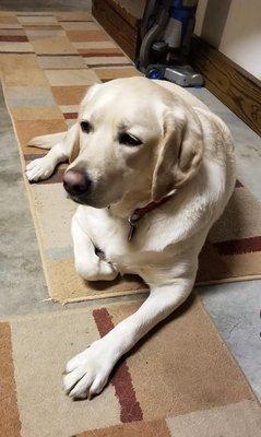 Abby 2yr Old Yellow Lab