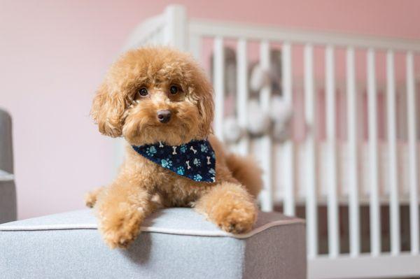 Another successful groom with Jossi Lu. Those bandanas give out though... so cute.