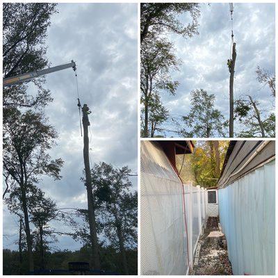 Tree removal between shed and fence !