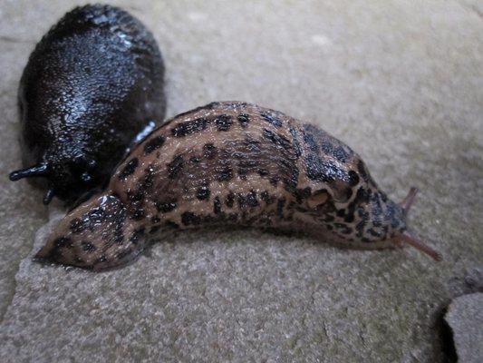 Leopard slugs Bloomington, Indiana Yes Pest Pros