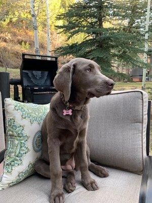 5mo. Silver Labrador