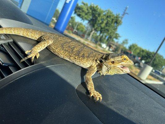 BONUS: A photo of my bearded dragon at Dutch!