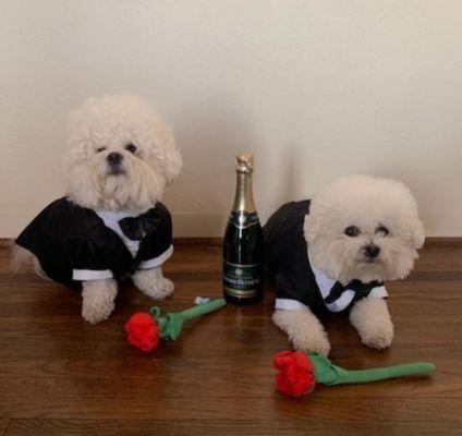 Dolce and Murphy the bachelor for Halloween