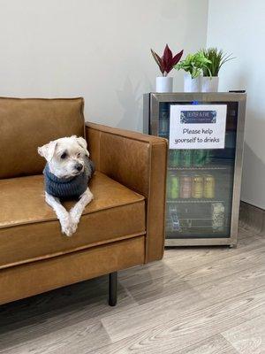 An adorable furry patient waiting patiently in the lobby