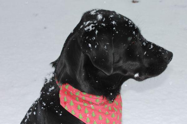 Shadow waiting to play fetch in the snow last winter